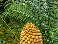 Riesige Frucht am Brotpalmfarn - Botanischer Garten Funchal